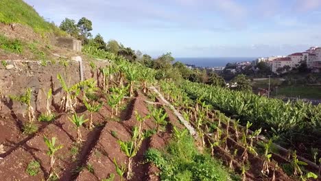 disparo aéreo hacia adelante sobre una plantación de plátanos con el mar de fondo en madeira, portugal