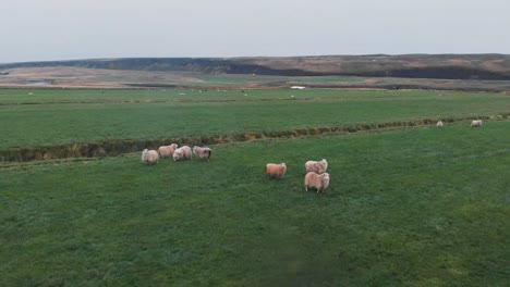 Drone shot of a flock of sheep grazing in green fields in Iceland.