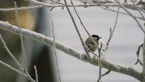 Kohlmeise-Wilder-Vogel-Frost-Verzweigt-Sich-In-Zeitlupe-Kopieren-Raum-Uk-Winter