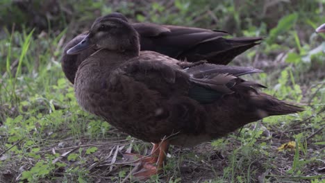 Zwei-Pommersche-Enten-Stehen-Und-Putzen-Federn