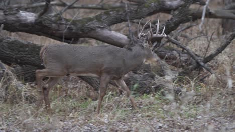 A-large-whitetail-buck-walks-through-the-woods-in-search-of-a-doe-during-the-rut