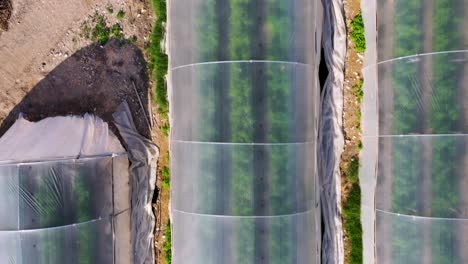 flying over one greenhouse in the desert by the dead sea, israel, round roof greenhouse, three lines of plants inside, drone