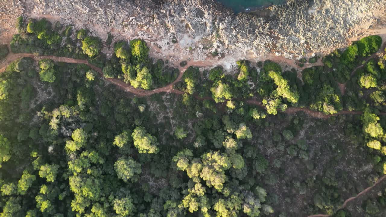 paisaje natural vegetado cerca de la bahía de sa coma en la isla de mallorca durante el verano en españa