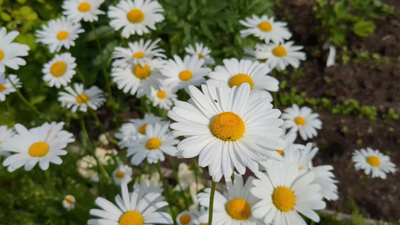 Daisy flowers growing in garden, positivity, happiness and joy close up
