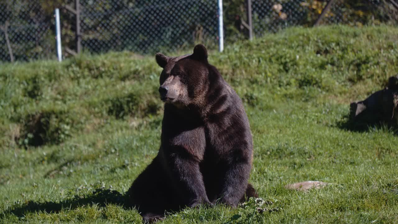 Primo piano di un orso bruno seduto sull'erba all'interno di un recinto per animali
