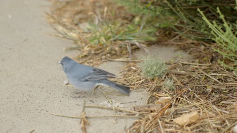 el pinzón azul de tenerife en el parque nacional del teide en las islas canarias de cerca