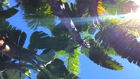 spinning and rotating underneath tropical palm trees with sunshine and blue sky in marbella spain