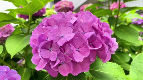 It-became-hydrangea-flowering-season