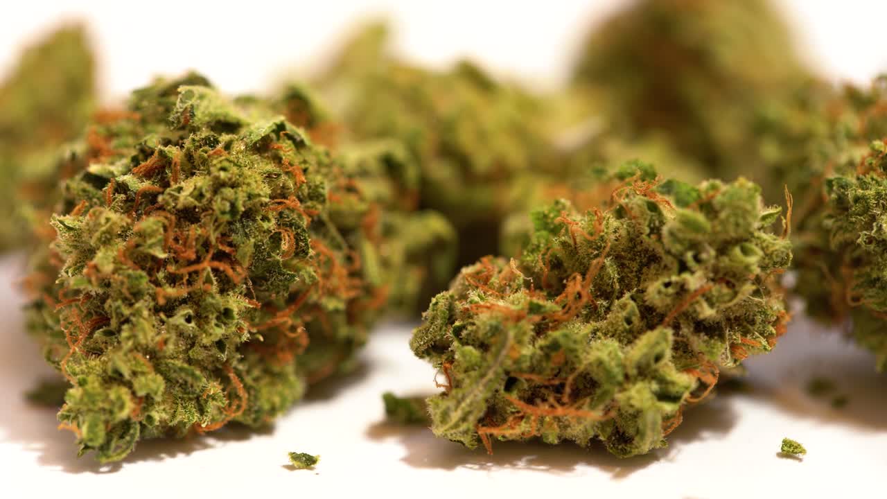 Close up pan across marijuana buds