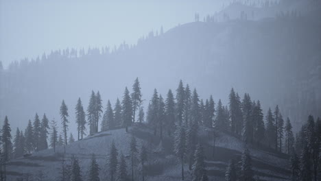 misty foggy mountain landscape with fir forest