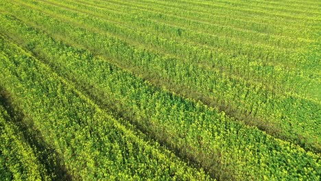 beautiful field of mustard flowers in sunny springtime