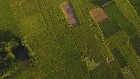 bangladesh y su agricultura