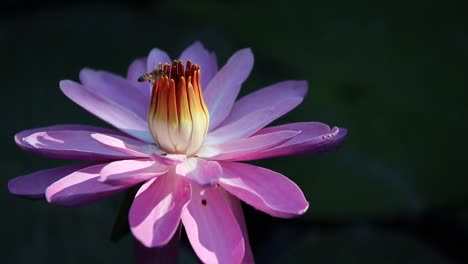 Close-up-view-of-wild-busy-bees-collecting-pollen-of-vibrant-flower-in-nature