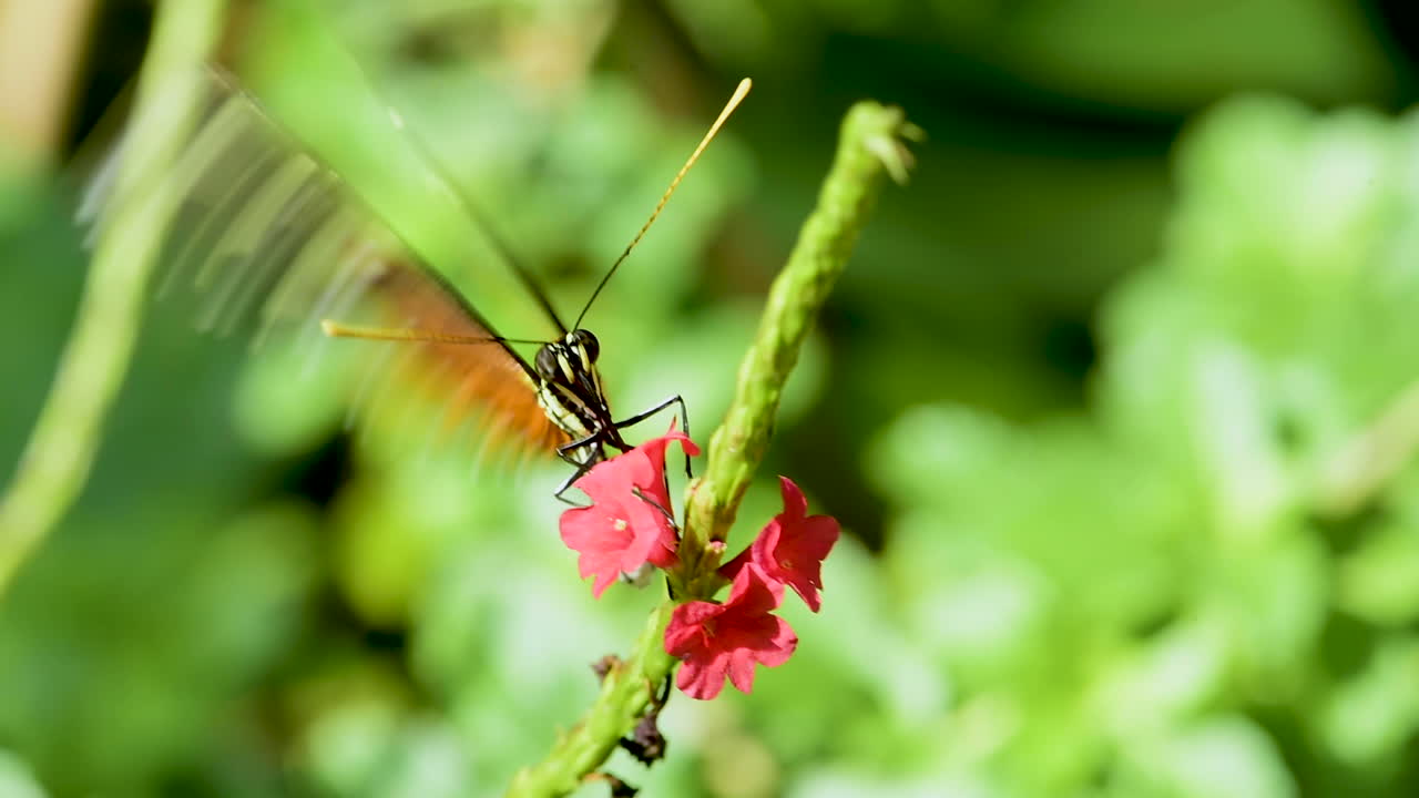 una mariposa tarricina de ala larga se posa en una flor, bebe un poco de néctar y luego se va volando