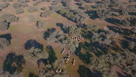 herd of sheeps roaming through a field