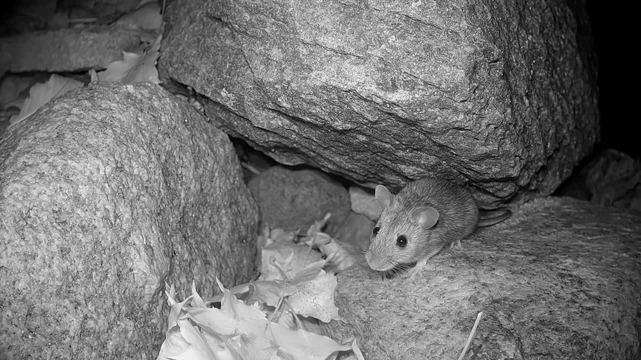 el ratón de cuello amarillo (apodemus flavicollis) se esconde en una vieja pila de rocas. estonia.