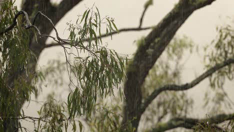 Australian-native-bushland-in-Lamington,-Scenic-Rim-under-gentle-rain-and-wind