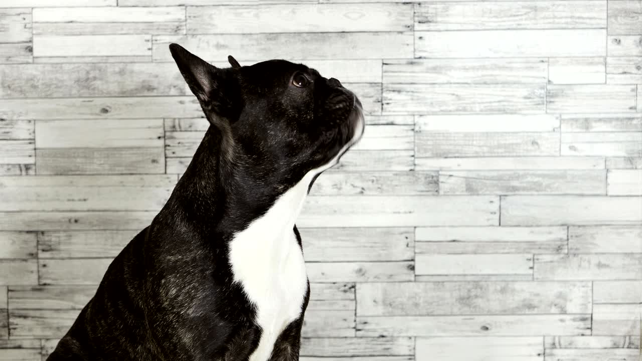 animal dog French bulldog sitting licks its muzzle