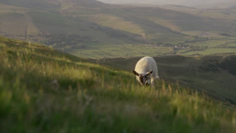 Disparo-De-Mano-Hacia-Las-Ovejas-Pastando-En-La-Hierba-En-La-Parte-Superior-De-Mam-Tor,-Castleton,-Peak-District,-Inglaterra