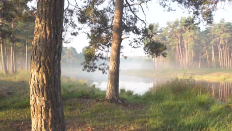 misty forest river at sunrise