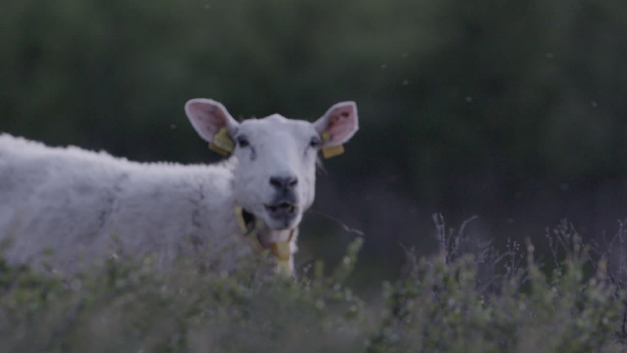 양들이 들판에서 먹고, 가끔씩 쳐다보고