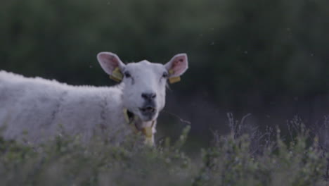 ovejas comiendo en un prado, mirando hacia arriba ocasionalmente