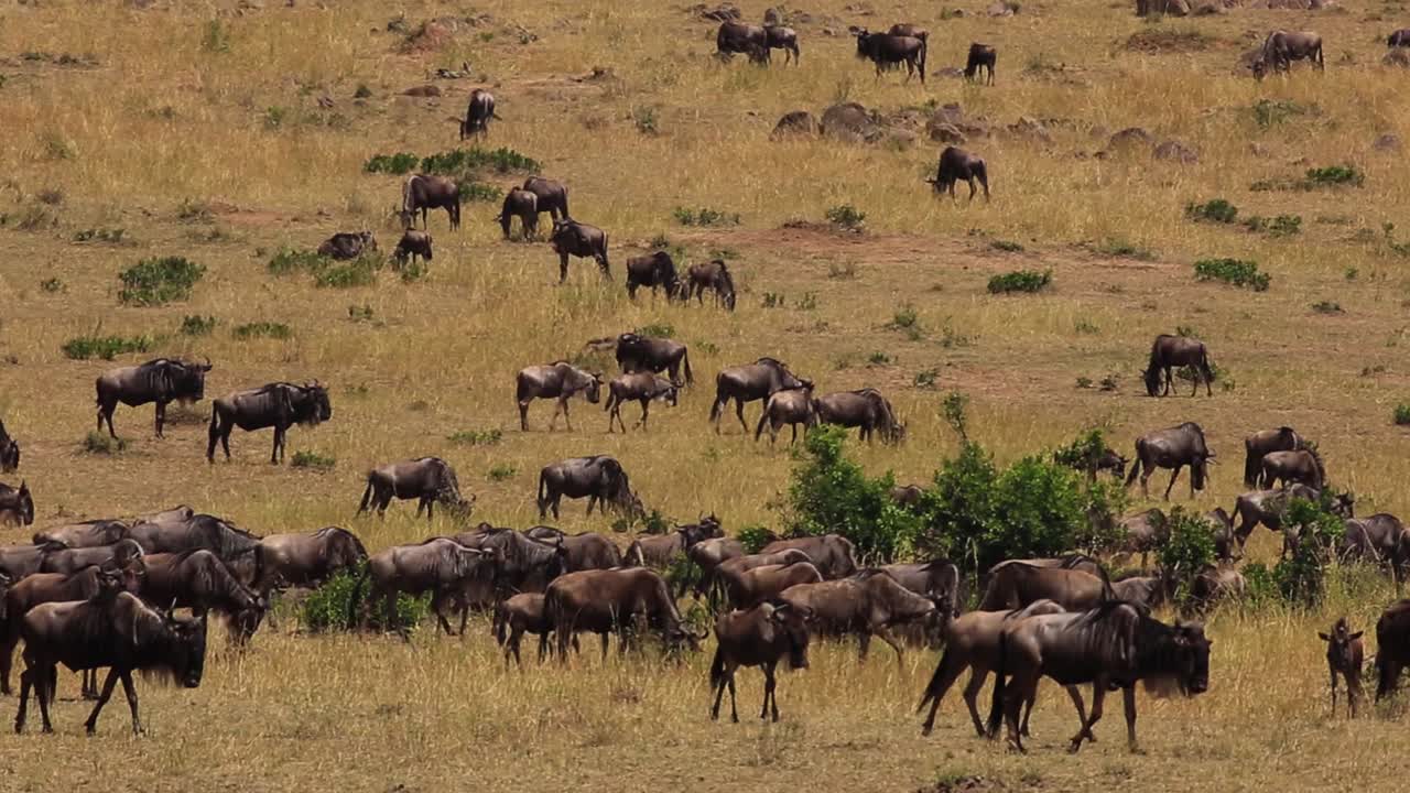 vista de cerca de una enorme manada de ñus pastando y caminando por las praderas en un día soleado de verano en la sabana africana del serengeti, kenia, áfrica