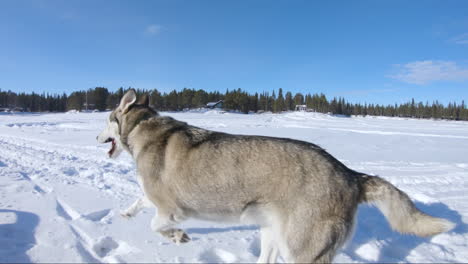 siberian husky dog running fast on snow on a beautiful winter day