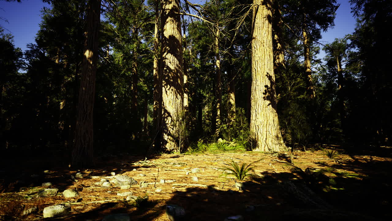 Sunlight filters through tall trees in a tranquil forest setting