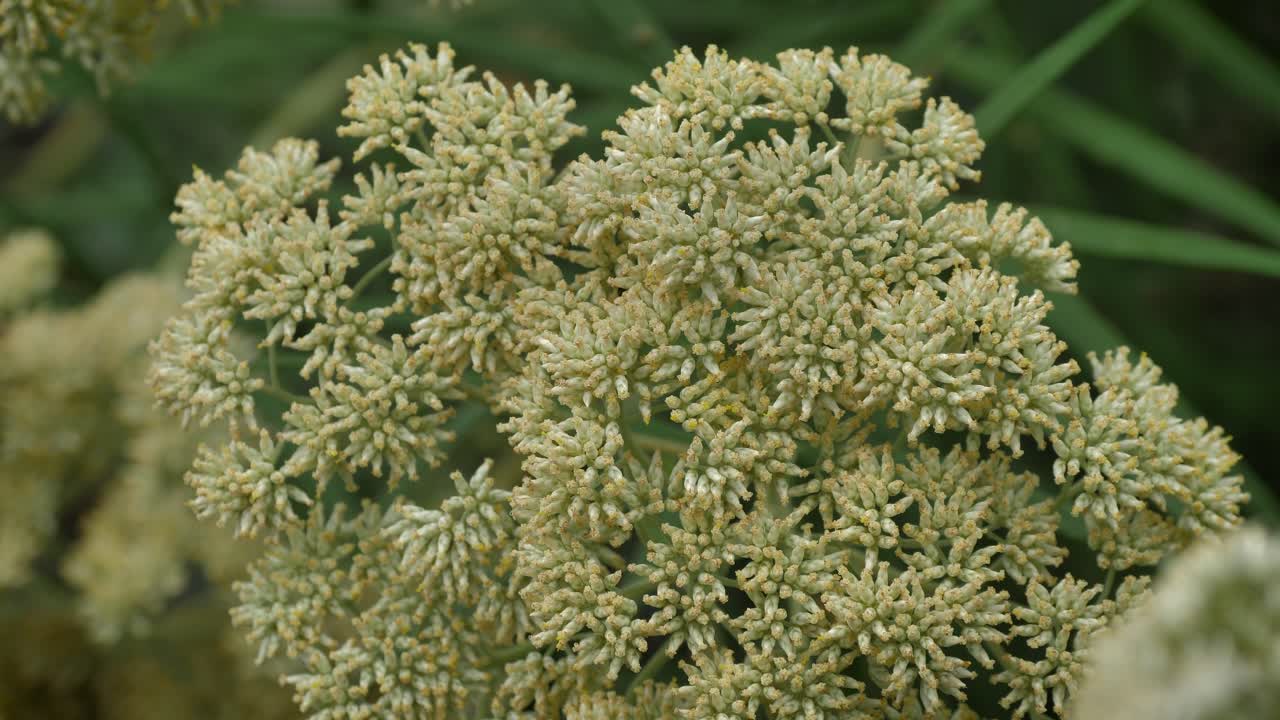 View of flora from the Black Perry Lookout, Kosciuszko National Park, Talbingo, New South Wales, Australia