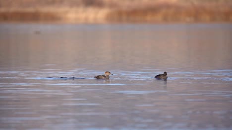 Pato-Zambulléndose-En-El-Agua-En-Cámara-Lenta