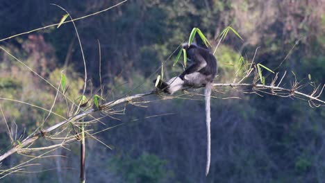 Mono-De-Hoja-Oscura,-Trachypithecus-Obscurus