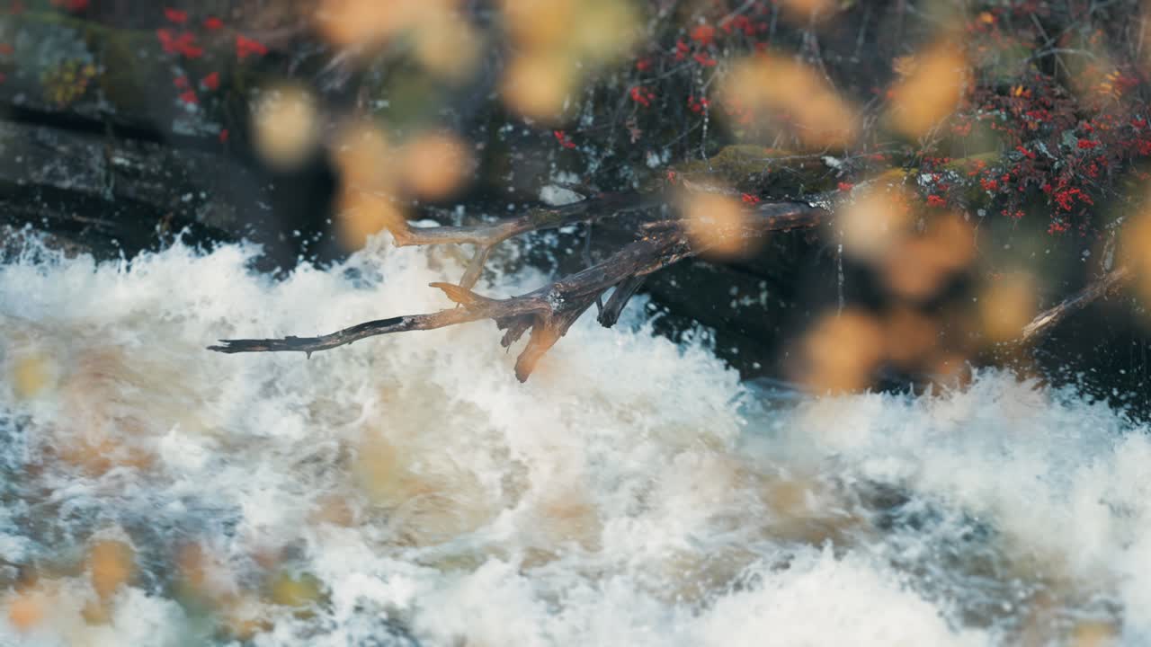 A rowan tree bends above the raging whitewater