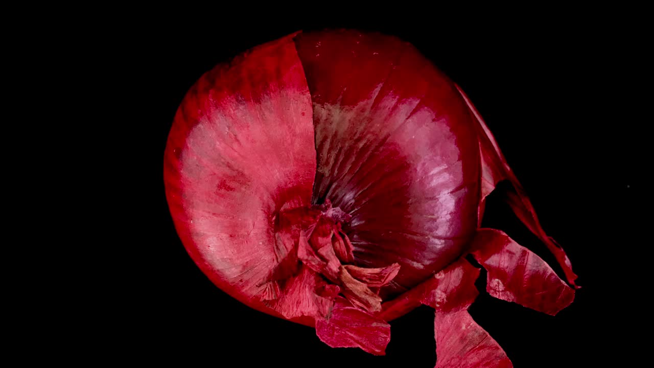 cebolla roja pelando las capas secas por sí misma. animación cool stop motion con un concepto de alimentación saludable