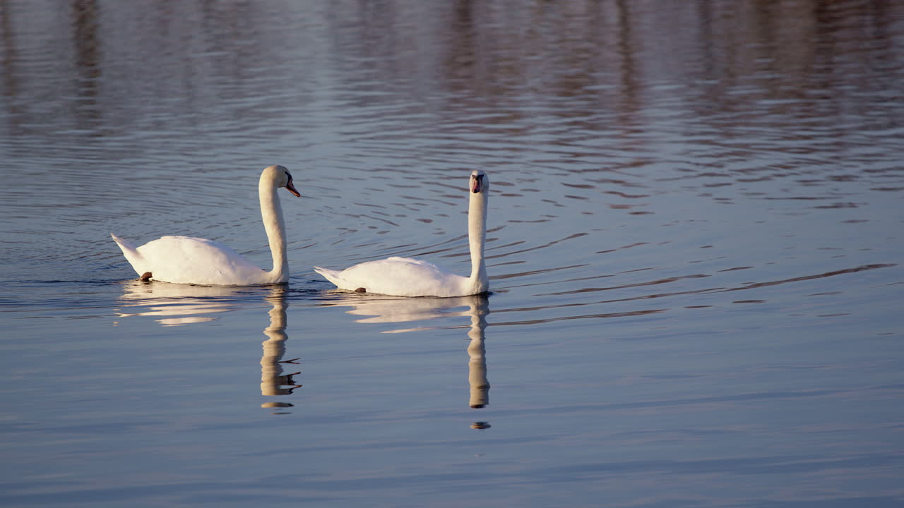 Romantic slow motion scenes of swans displaying mating rituals during spring.