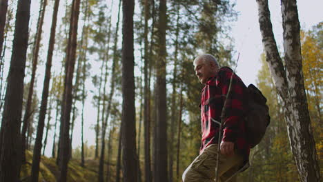 travelling in forest middle-aged hiker is walking between trees in autumn day picturesque pine woodland