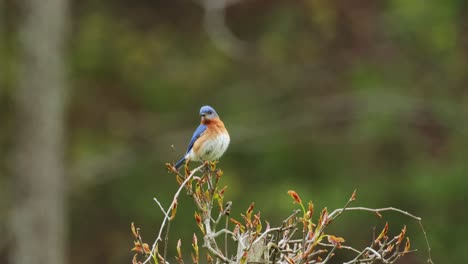 beautiful male bluebird bird sitting on top of vine plant and looking around 4k cinematic closeup