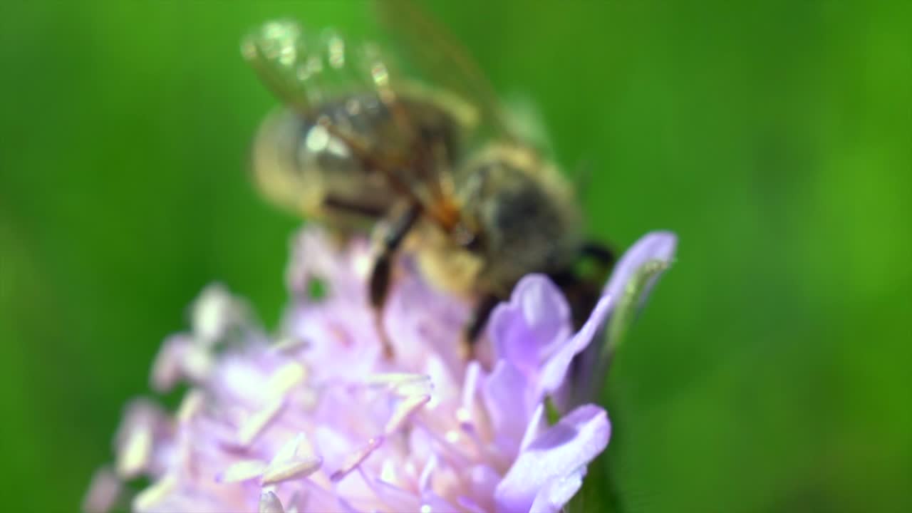 foto macro de abeja trabajadora en flor durante el proceso de polinización en verano