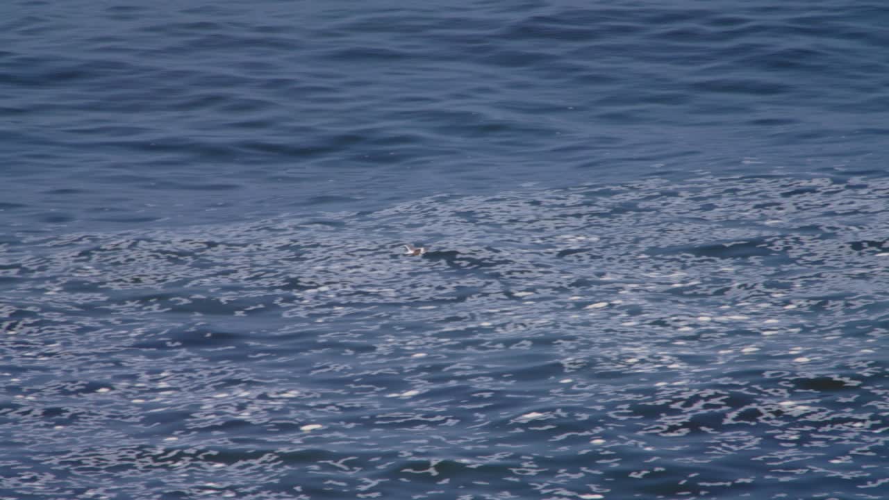 Seagull flying low over calm ocean waters with foam, peaceful and slow-motion vibe
