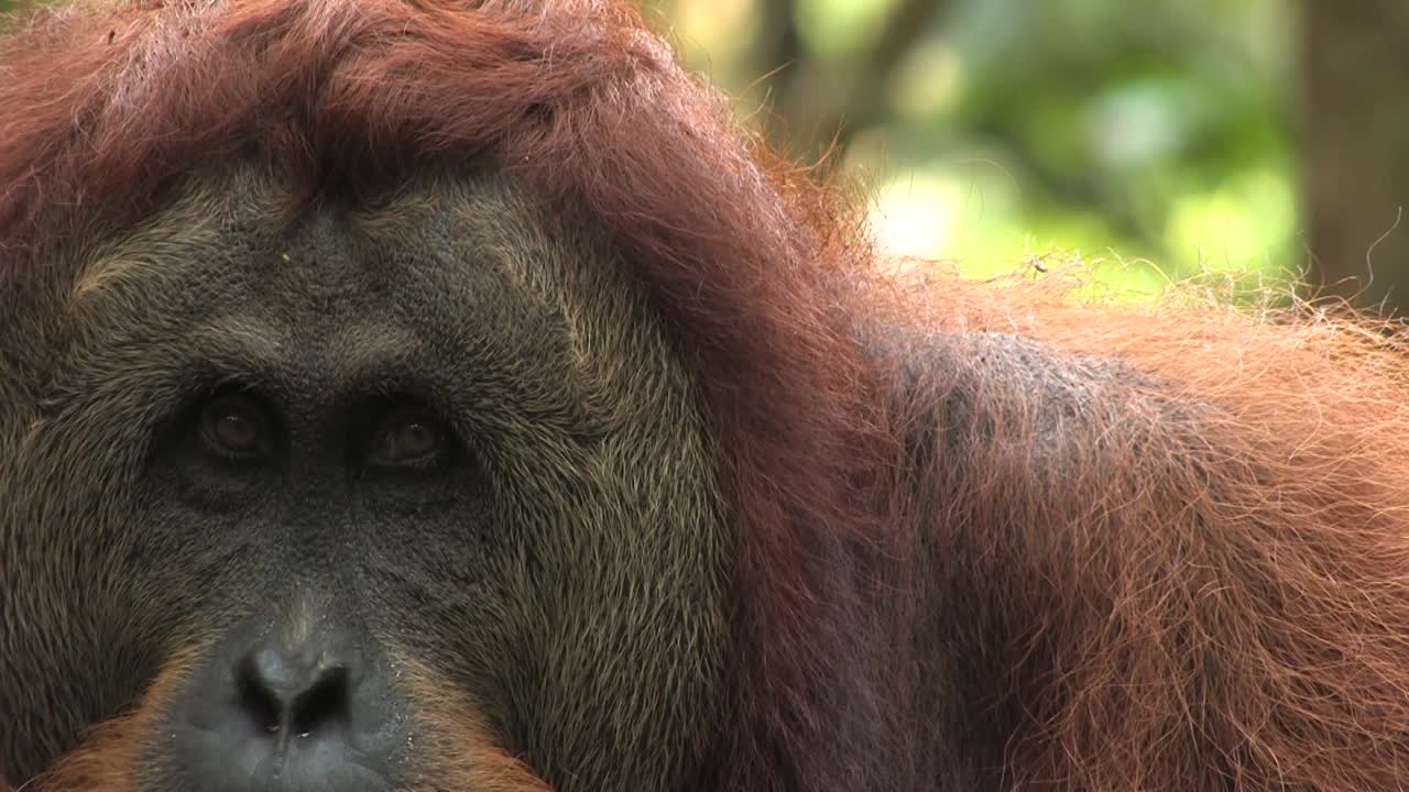 Sumatran orangutan Pongo abelii large adult male closeup of head with deep insight, profound look, Ujung kulon, Panaitan, Java, Indonesia