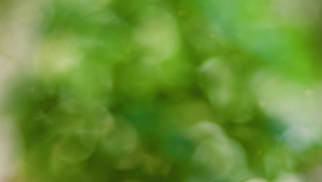 Abstract forest bokeh motion background