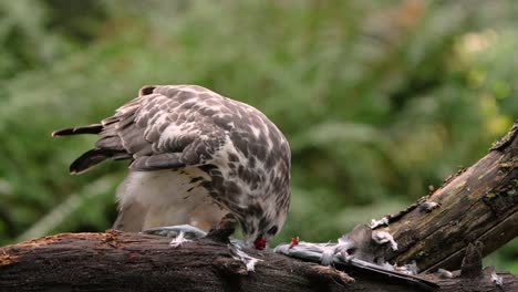 Hermoso-Cierre-Cinematográfico-De-Un-Buitre-Común-Comiendo-Y-Destrozando-A-Su-Presa-En-Una-Rama-En-Un-Bosque