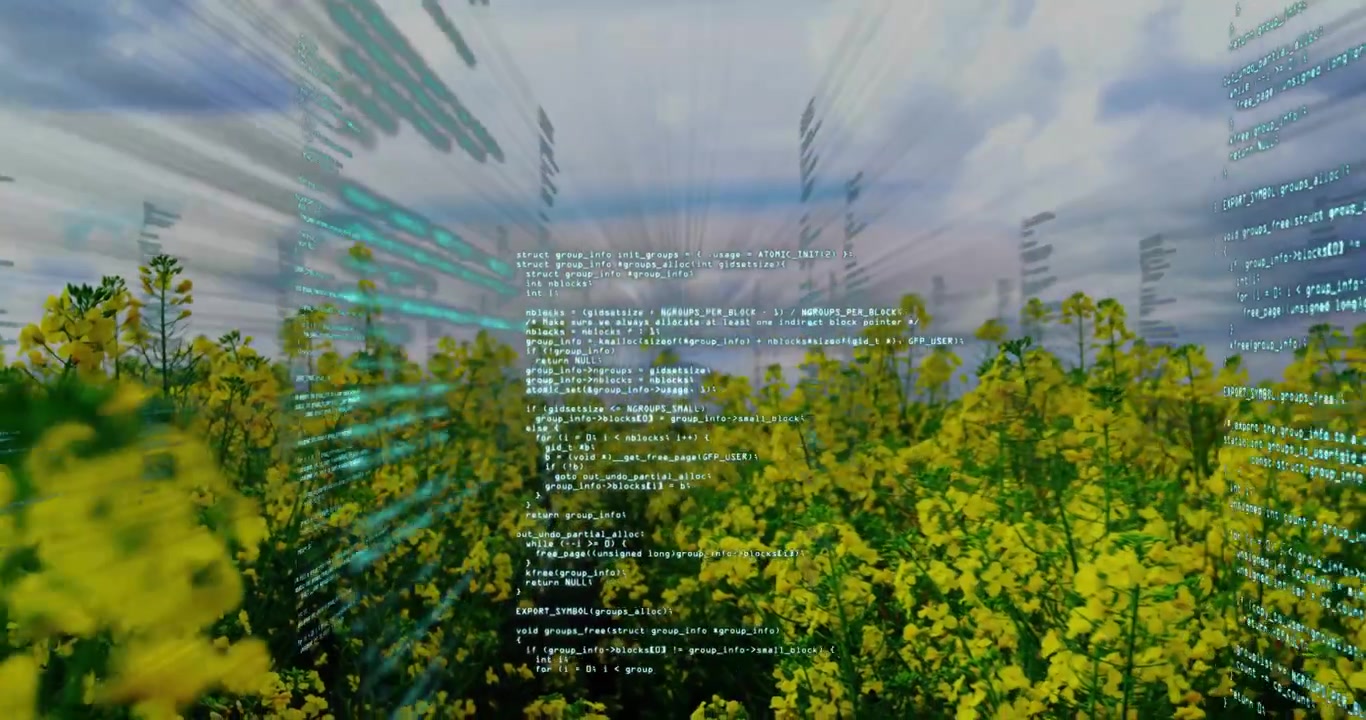 Digital code streams fading in above yellow flowering field after still view, visualizing data flow
