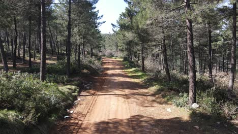 vista aérea camino forestal