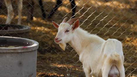 goat moving and observing surroundings calmly.
