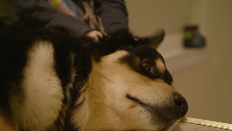 close up of dog being pet