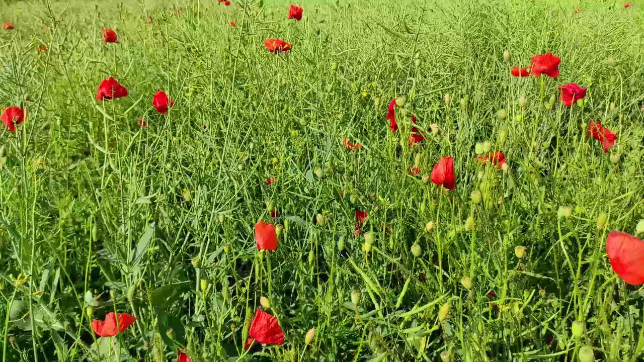 Poppies moving in the wind, field of fodder plants, zoom in shot