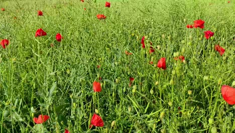 poppies moving in the wind, field of fodder plants, zoom in shot