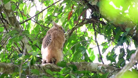 魚烏 (buffy fish owl) 是一個大型烏,但卻是四種烏中最小的