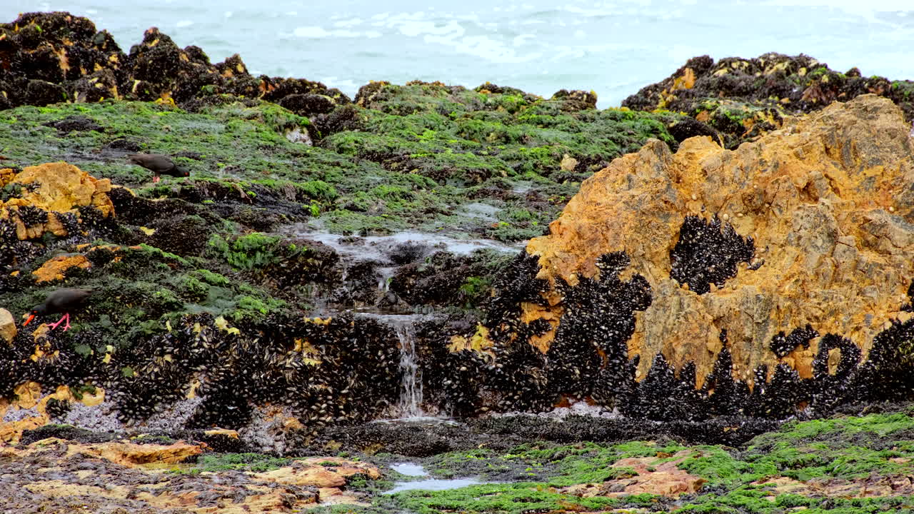 African oystercatchers forage along intertidal zone on black mussels and seaweed